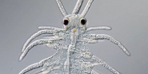 Award-winning footage of the microscopic world around us