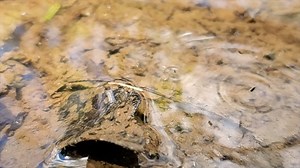 50K views · 997 reactions | Step right up! The springtail circus is in town!  Discover how these tiny animals twirl through the air to escape predators by using a unique appendage to take off️ in Deep Look • PBS's new video: bit.ly/SpringtailDL | Nature | PBS | Facebook