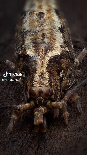 Exploring the Fascinating World of Ancient Bristletails