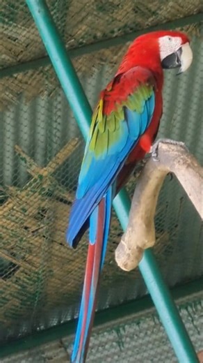 Why Macaws are so beautiful? Macaws are considered beautiful due to their vibrant, multi-colored plumage, which includes striking reds, blues, greens, & yellows. Their appeal is also enhanced by their large size, which makes them visually impressive, & their playful & intelligent personalities. Enjoy these colourful birds & #share this reel with your friends, family & community. #macaw #parrot #birds #asmr #birdsounds #birdlife #birdworld #avianbeauty #birdlover #beautifulbirds #naturelovers #na