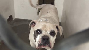 17K views · 322 reactions | RESCUED - moved to SAFE Album 02/12...