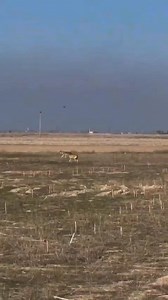 36K views · 265 reactions | "Why Wolves Fear Humans" Wolves...