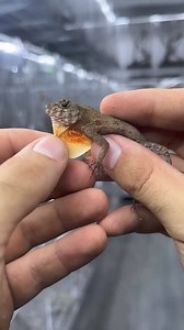 169K views · 4.1K reactions | Hoy #expoterrariarepost de...