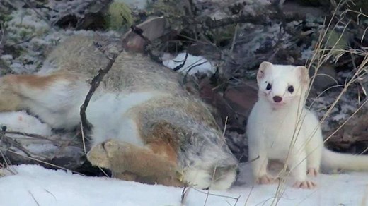 20K views · 397 reactions | This weasel is adorable, but surprisingly deadly! Would you try to get as close to it as @Casey Anderson does here?? | Love Nature | Facebook