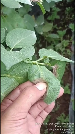 Cuma 2x aplikasi performa tanaman kentang langsung kaya gini? #petani #petaniindonesia #fungisida #adrift #bercakkering