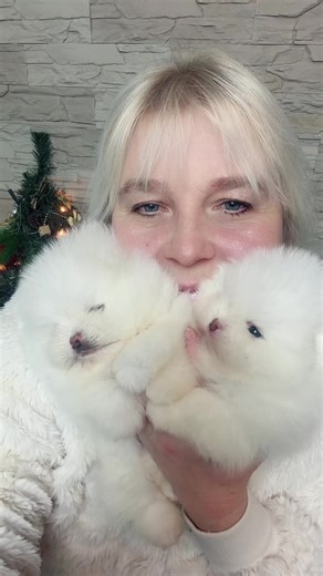 Pomeranian Puppy Care Tips and Recommendations