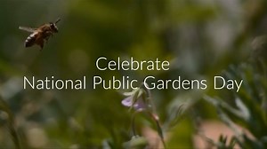 Celebrate National Public Gardens Day featuring the new Pollinator Garden at the LSU AgCenter Botanic Gardens at Burden. Essen Lane at I-10, Baton Rouge. Free event. Learn more at https://tinyurl.com/y7oz3vtj | LSU AgCenter