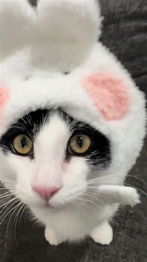 Popipo: The Funniest Cat Moments! 😂🐰