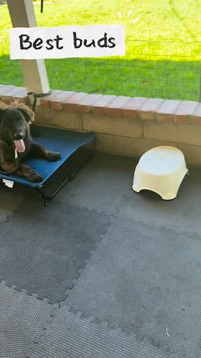 Our day training pups don’t just get structure and training in our...