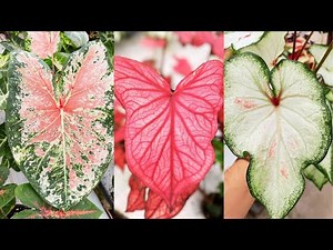 CALADIUM CARE TIPS! How to Grow and Care for Caladium