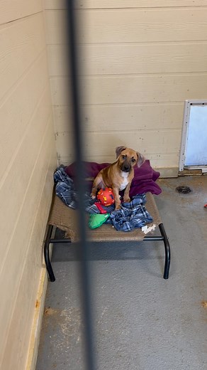 Major has a vet appointment today to see if his skin issues are clear! He will be ready to meet soon!! Remember he was the poor puppy crammed in a very tiny carrier outside of an apartment building. 😡😡 Stay tuned on more info on 4 month old, sweet Major!! | 4 PAWS Rescue, INC.