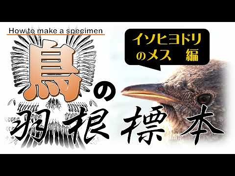 鳥の羽根標本のつくり方（イソヒヨドリのメス編）