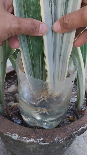 166K views · 1.4K reactions | silver siam water propagation #tips #propagation #snakeplant #indoorplants #fblifestyle | Liezl Pajel | Facebook