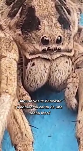 Adorable Spider Faces: Explore the World of Wolf Spiders