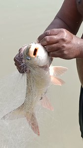 12K views · 142 reactions | Gill net fishing nainy | M Fishing Life | Facebook