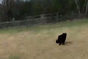 Drone operator captures footage of a 'big cat' prowling in a British field