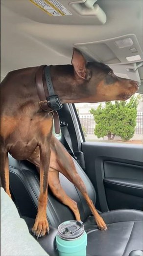 Doberman Howls Mimicking Passing Ambulance Siren