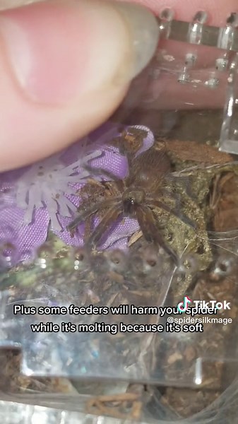 Pre-Molt Care Guide for Tarantulas: Stress-Free Shedding Process