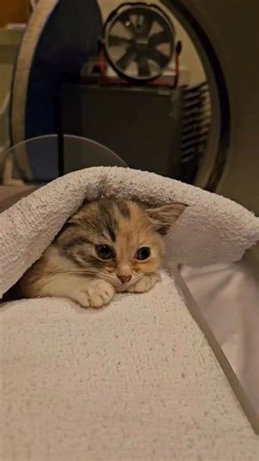 With a voice over from Dr. Jennifer Warnock at OSU Veterinary Teaching Hospital in Corvallis. She is part of the team that fixed Sonnet and Haiku and my Tigger. | Dr. Jessica Thompson