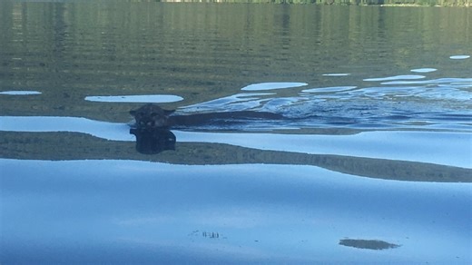 Photos: Cougar swims across Lake Whatcom