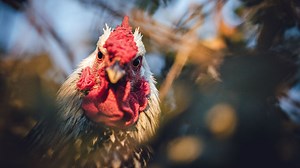 4 Human Diseases Caused By Chickens | Survival Life