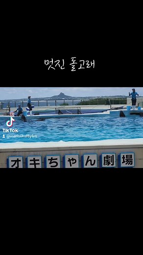 Dolphin Show: Amazing Tricks and Stunts at Marine Park