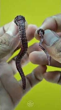 Boss Iconik di Resident Evil ! Unboxing & Review Action Figure Big Boss (Nemesis) by Patriot Studio