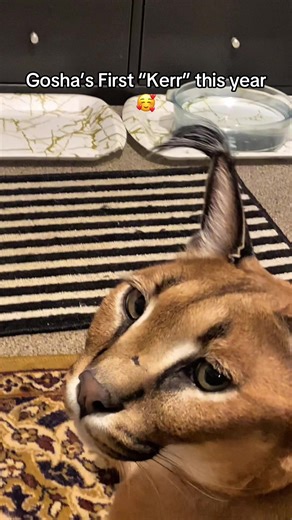 Gosha’s first kerrs this year! Gosha does this sound since he can’t meow.