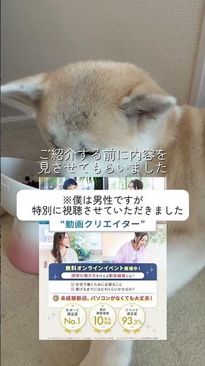 秋田犬二匹と暮らす朝活vlog