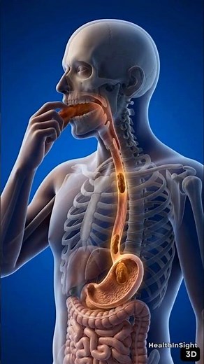 3D Human Digestion Animation | What Happens When You Eat Dates
