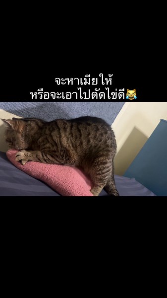 ไข่เจียวแมวปึก