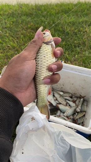 Teknik Mancing Wader Pecutan yang Efektif