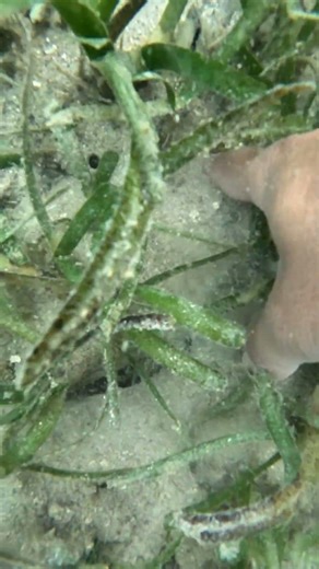 This is how to hunt Bog-atan shell 🐚 #seaadventure #seashell