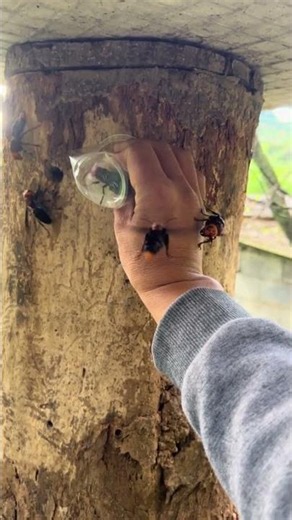 How to Handle Giant Hornets Safely #gianthornets #wildliferescue #hornetnestremoval
