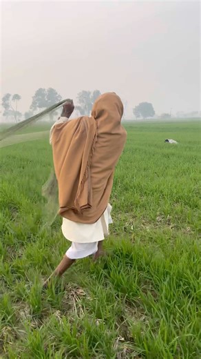 Batair ka shikar jall ka sath hunting quail with best English pointer #shorts