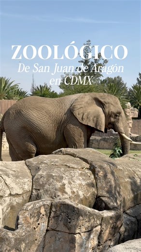 GUÍA COMPLETA para visitar el ZOOLÓGICO DE SAN JUAN DE ARAGÓN en CDMX. La entrada es completamente gratuita y estos son los animales que verás. 🐘🦒#zoologico #zoológicodesanjuandearagón #cdmx #mexicocity #quehacer #lugaresparaniños | Ruta de viaje
