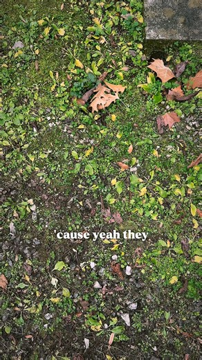 T O N I G H T 11pm CST w/ the rest of the album “Black Hills” | Sam Grow