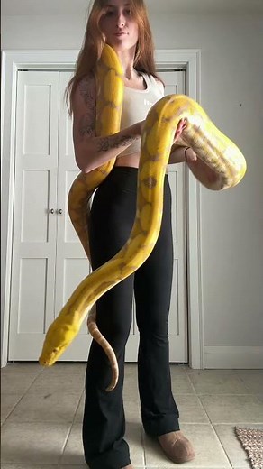 Reticulated Python - Purple Albino