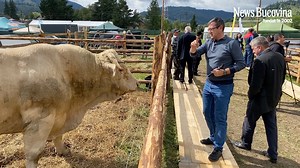 337K views · 4.2K reactions | De ce un TAUR costă mai mult decât un BMW? Răspunsul l-am aflat la Pojorâta, de Ziua Vacii!! | NewsBucovina.ro | Facebook