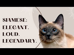 Siamese Cats: The Ancient Elegance of the Cat World