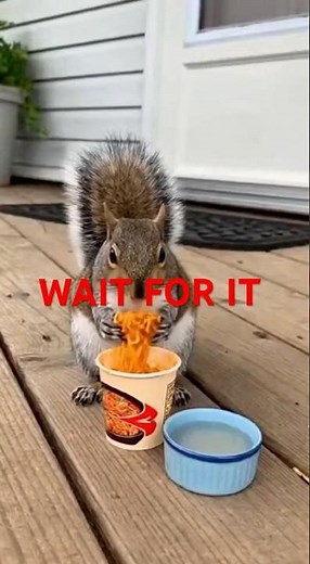 Animals Try ‘Spicy’ Noodles for the First Time 😂 (Don’t Worry, It’s Safe!)”