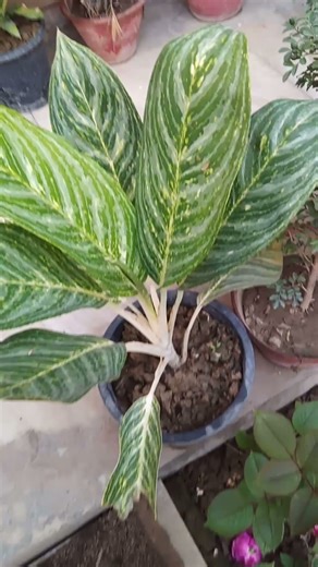 # Petal path Aglaonema #like #share #nature #love 😘