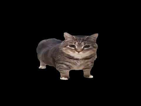 12 Hours Of Silence Broken by OIIAOIIA Cat