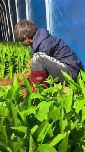 Super-fast hand harvesting technique for land morning glory #shorts
