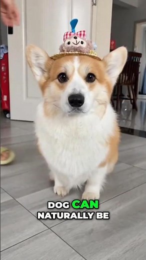 The Wiggle, The Sploot, The Fluff: Corgi Facts You’ll Love