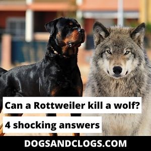 Can A Rottweiler Kill A Wolf? 4 Shocking Answers (2023) - DogsAndClogs