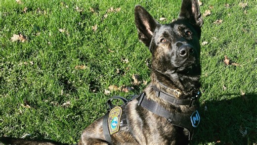 Police launch new dog registry program to enhance pet safety