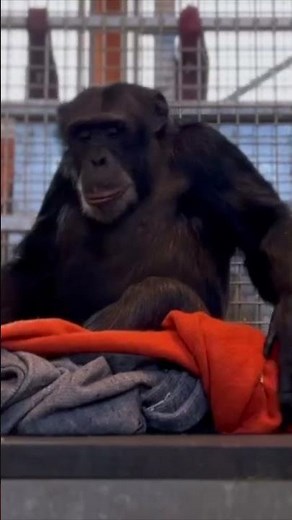 Chimpansee bij AAP organiseert dekentjes voor het slapen - Stichting AAP