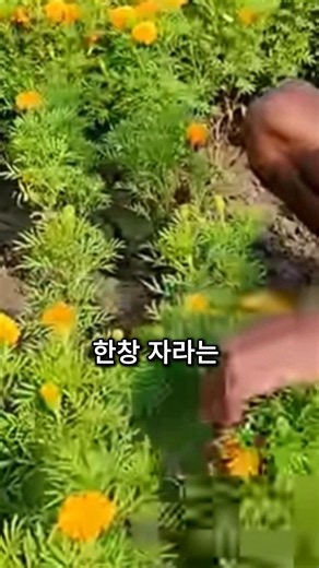 씨앗보다 빠른 메리골드 번식법