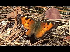 California Tortoiseshell